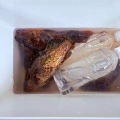 ベッコウゾイの釣果