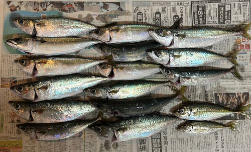 サバの釣果