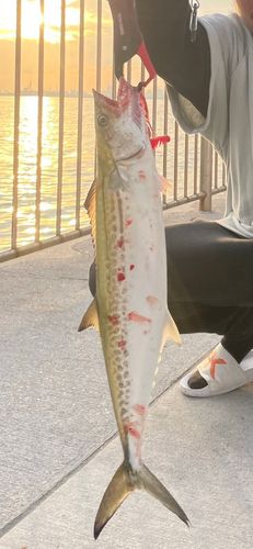 南芦屋浜ベランダ