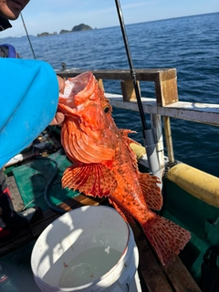 イズカサゴの釣果