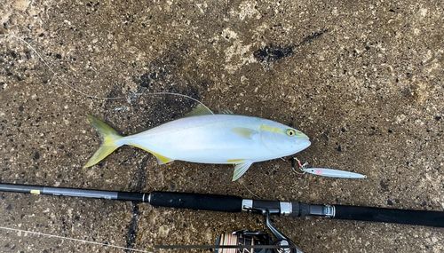 フクラギの釣果