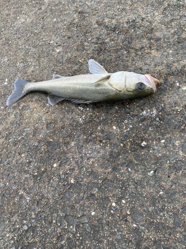マリナタウン海浜公園
