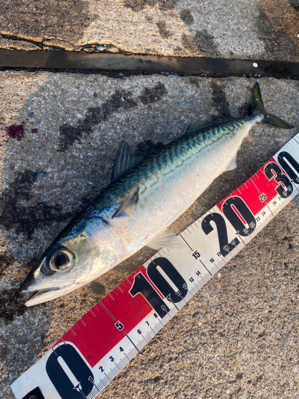 SHIMANO 18ディアルーナ S96MLの最安値・インプレ・釣果 | 本音の