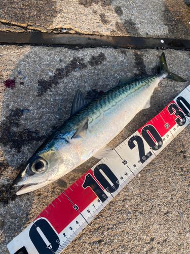 サバの釣果