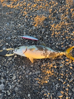 ワカナゴの釣果