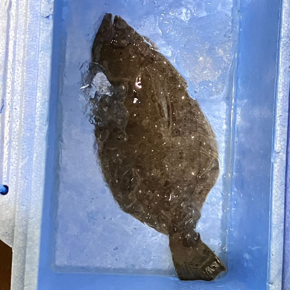 むっしゅさんの釣果 1枚目の画像