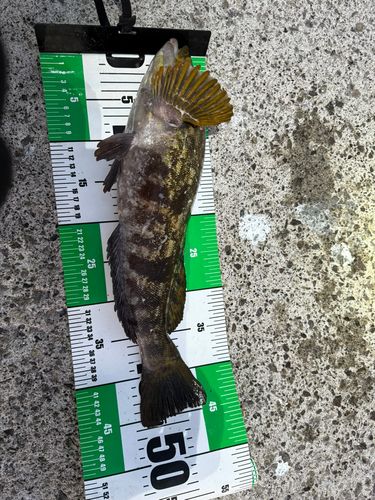 アイナメの釣果