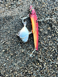 ヒイラギの釣果