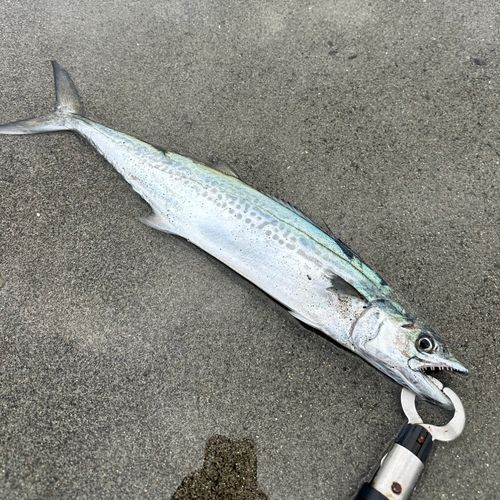 サゴシの釣果