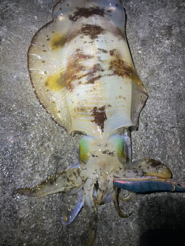 アオリイカの釣果