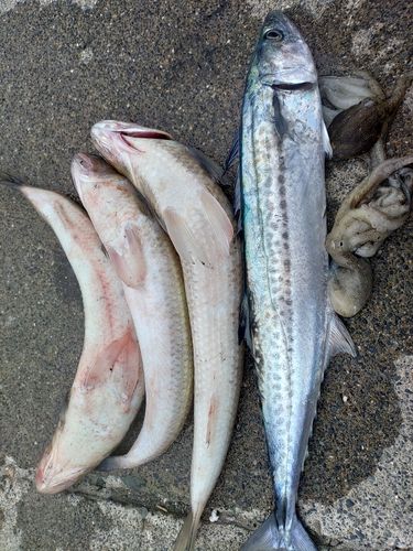 サゴシの釣果