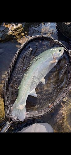 ニジマスの釣果