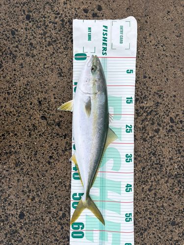 輪島崎釣いかだ組合