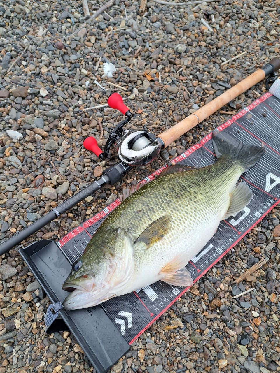 近江ノ国秘密花園党 さんの 2025年11月25日のブラックバスの釣り・釣果