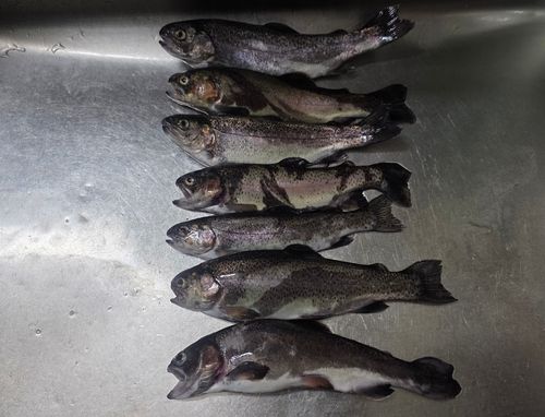 ニジマスの釣果