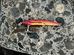 シタビラメの釣果