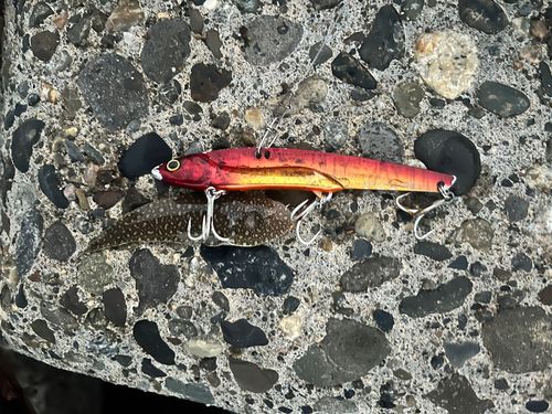 シタビラメの釣果