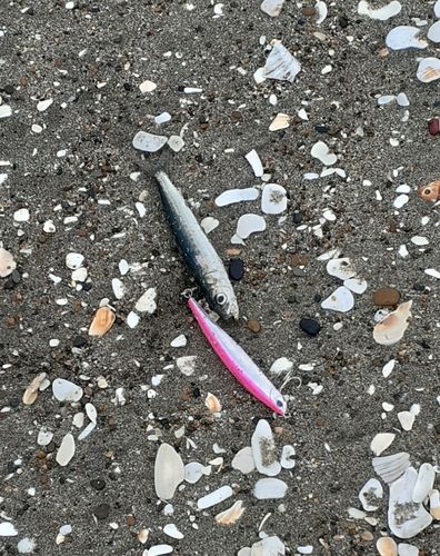 ウルメイワシの釣果