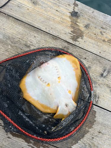 アカエイの釣果