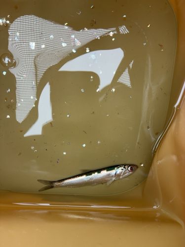 本牧海づり施設