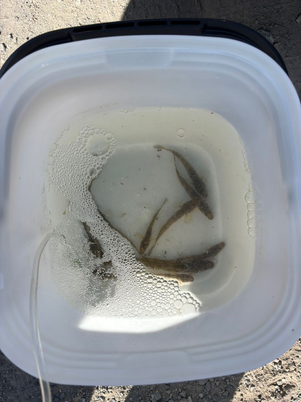 釣り吉三十六瓶さんの釣果 1枚目の画像