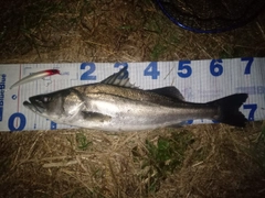 シーバスの釣果