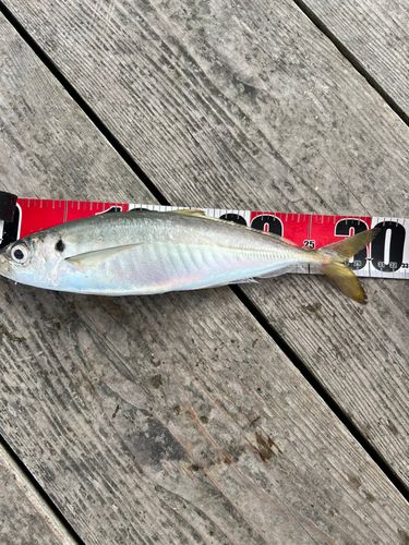 仮屋湾西遊魚センター