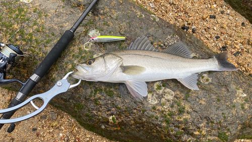 スズキの釣果