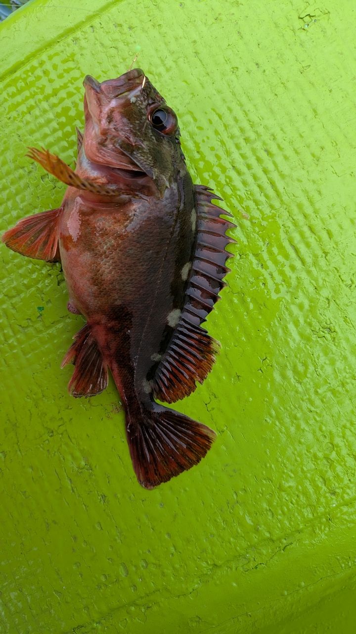 釣りか猫かさんの釣果 1枚目の画像