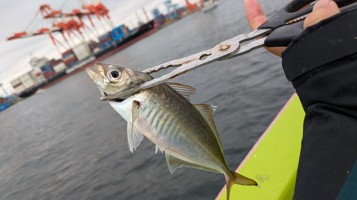 釣りか猫かさんの釣果 1枚目の画像