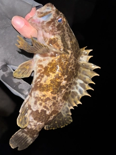 タケノコメバルの釣果