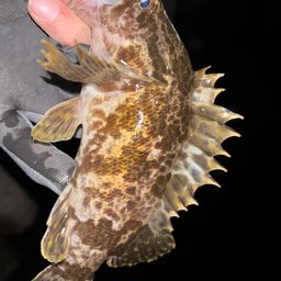 タケノコメバル