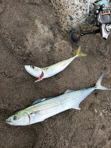 サゴシの釣果
