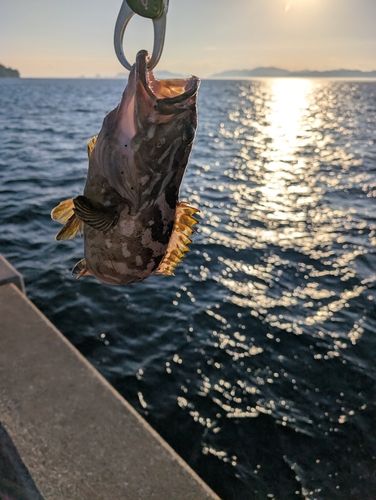 クエの釣果