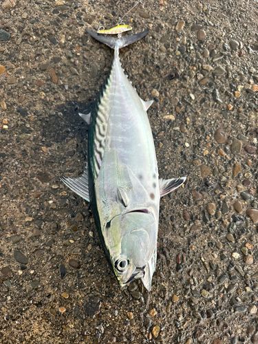 スマガツオの釣果