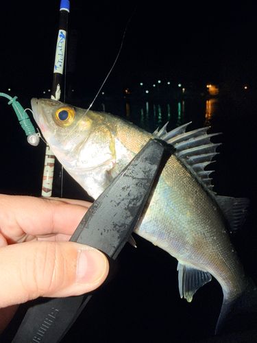 セイゴ（マルスズキ）の釣果