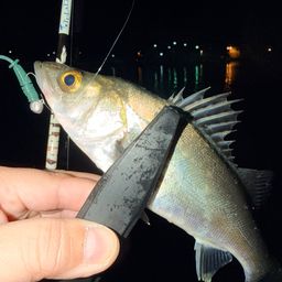 セイゴ（マルスズキ）