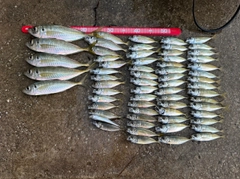 アジの釣果