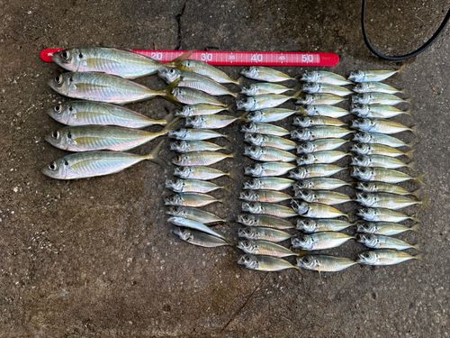 アジの釣果