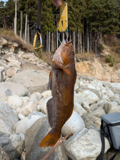 アイナメの釣果