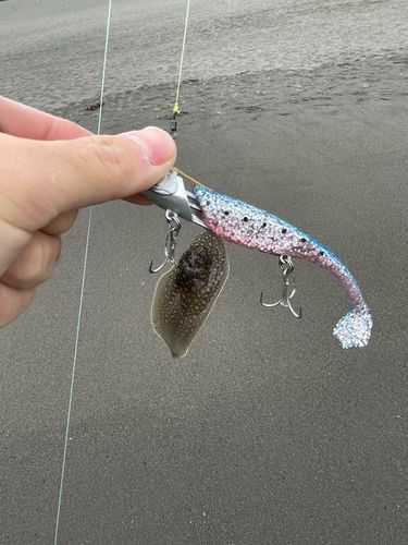 シタビラメの釣果