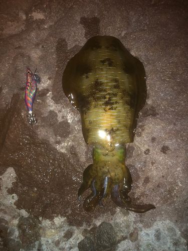 アオリイカの釣果