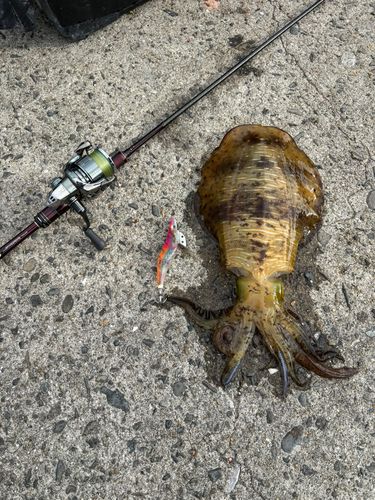 アオリイカの釣果