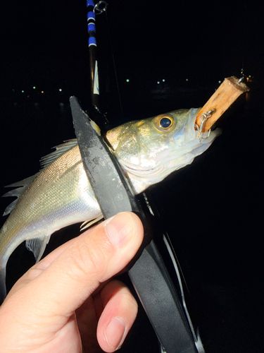 セイゴ（マルスズキ）の釣果