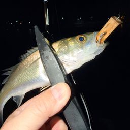 セイゴ（マルスズキ）