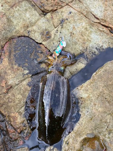 アオリイカの釣果