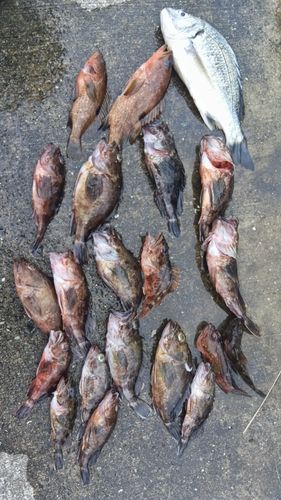 カサゴの釣果