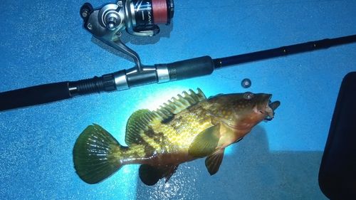 キジハタの釣果