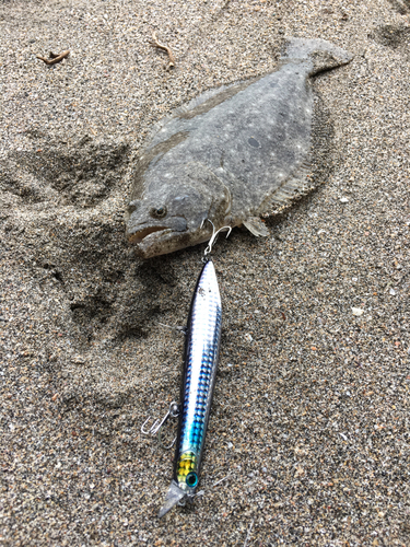 ヒラメの釣果