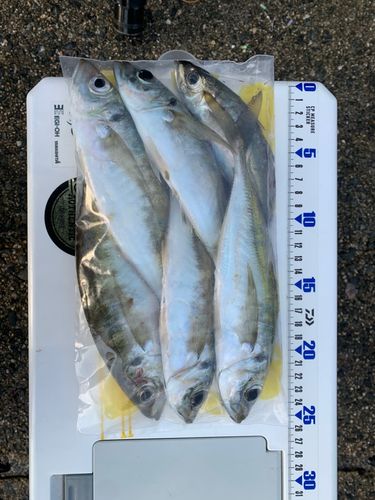 マアジの釣果